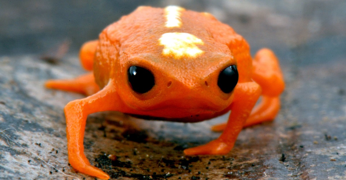 a-frog-so-small,-it-could-not-frog