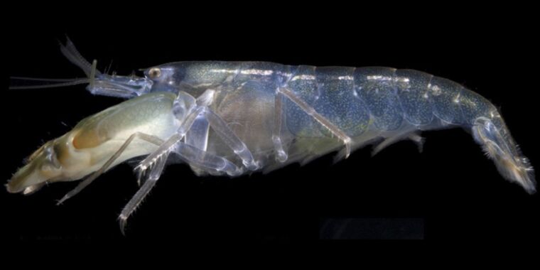 the-pistol-shrimp-is-immune-to-its-own-powerful-shock-waves