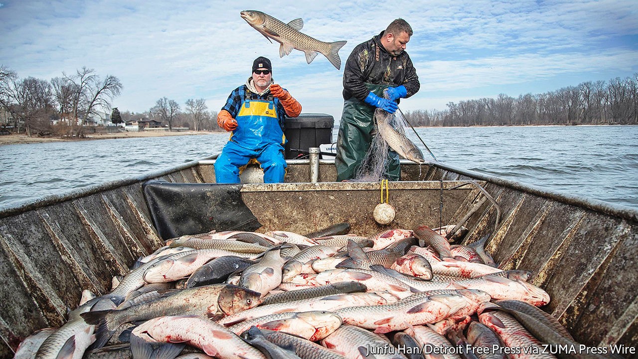 to-hook-american-diners,-an-invasive-species-of-carp-gets-a-new-name