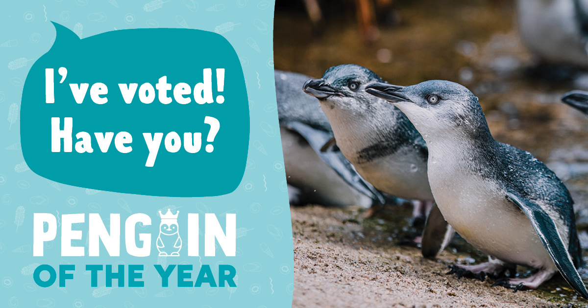 penguin-of-the-year