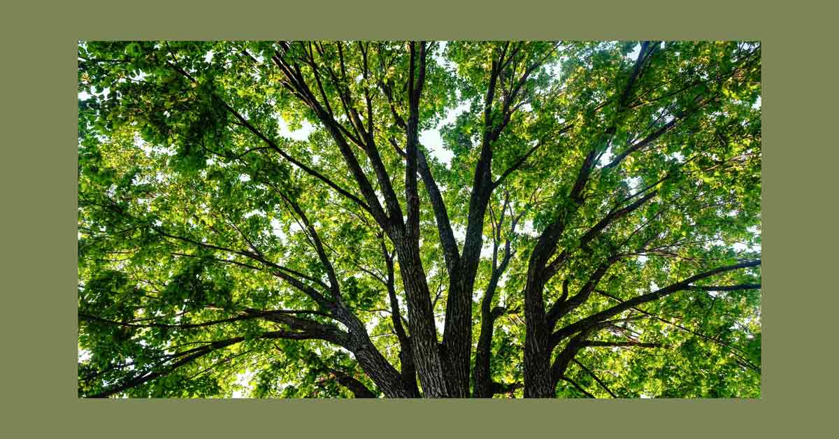 the-world-has-more-trees-than-it-did-35-years-ago