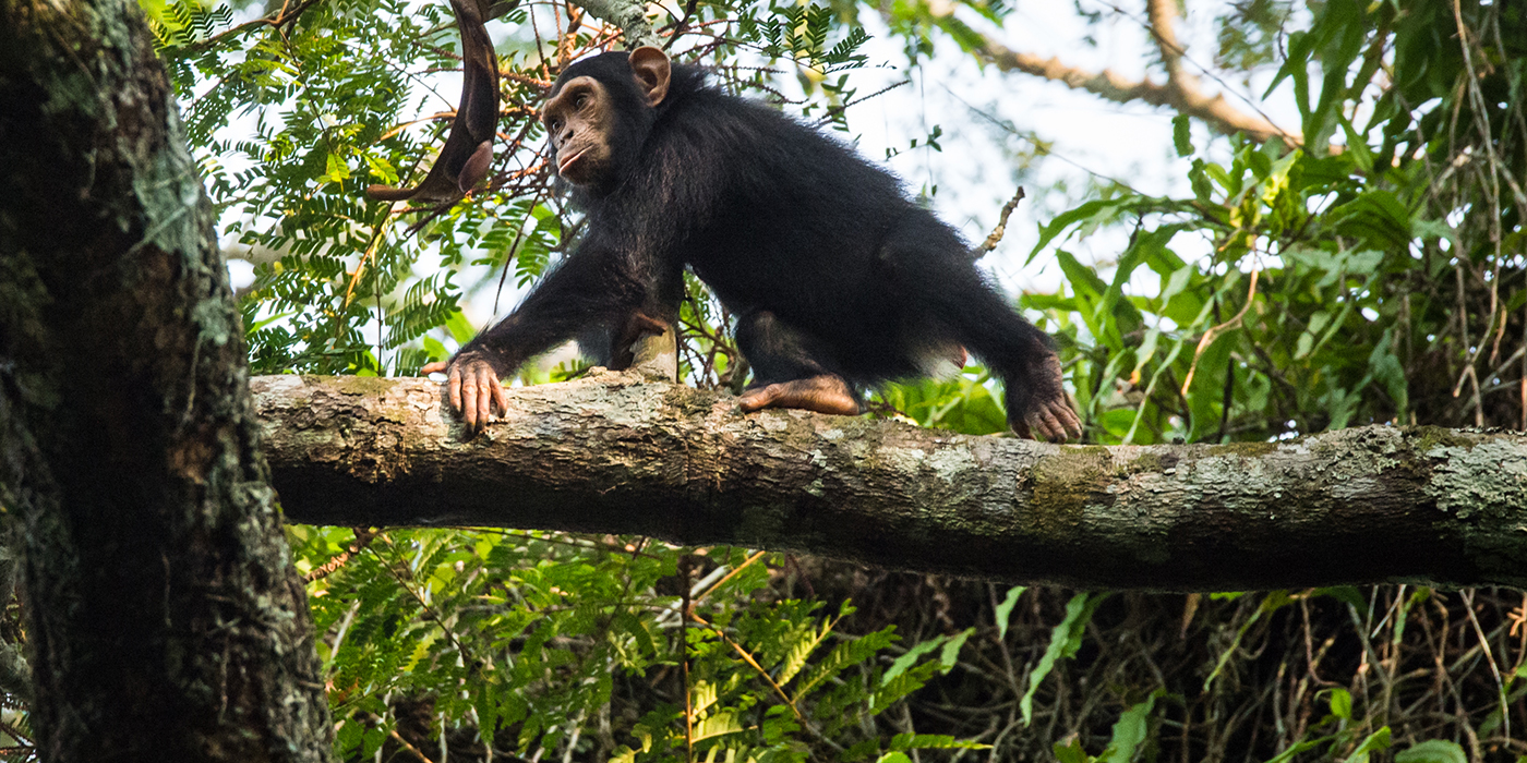 first-evidence-of-social-relationships-between-chimpanzees,-gorillas:-study