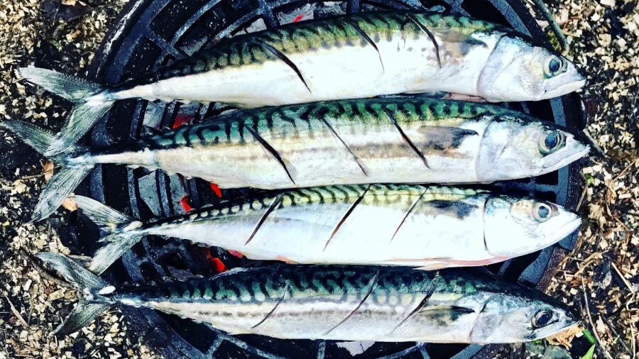 study-links-omega-3s-to-improved-brain-structure,-cognition-at-midlife