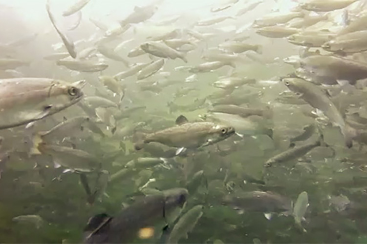 what’s-behind-chinook-and-chum-salmon-declines-in-alaska?