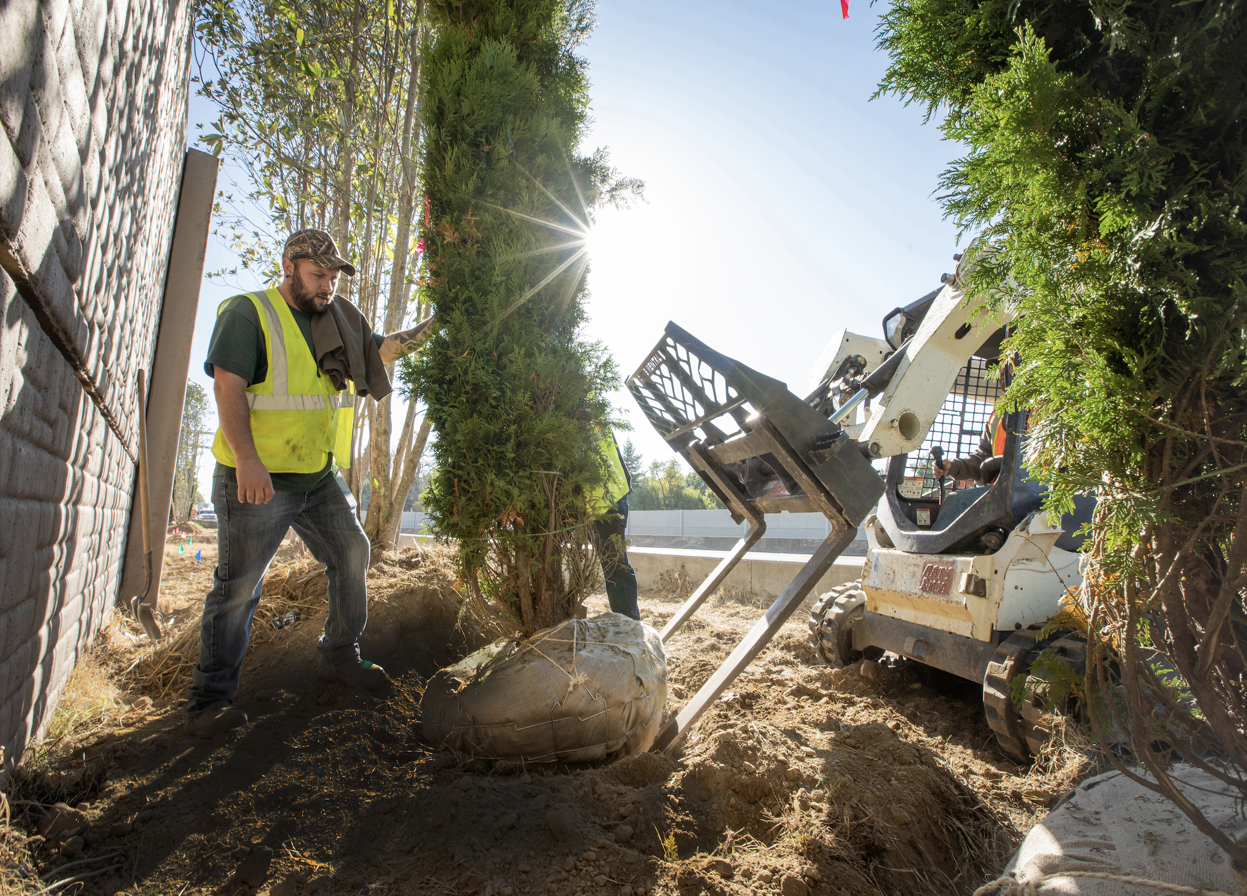 can-trees-heal-heart-disease?