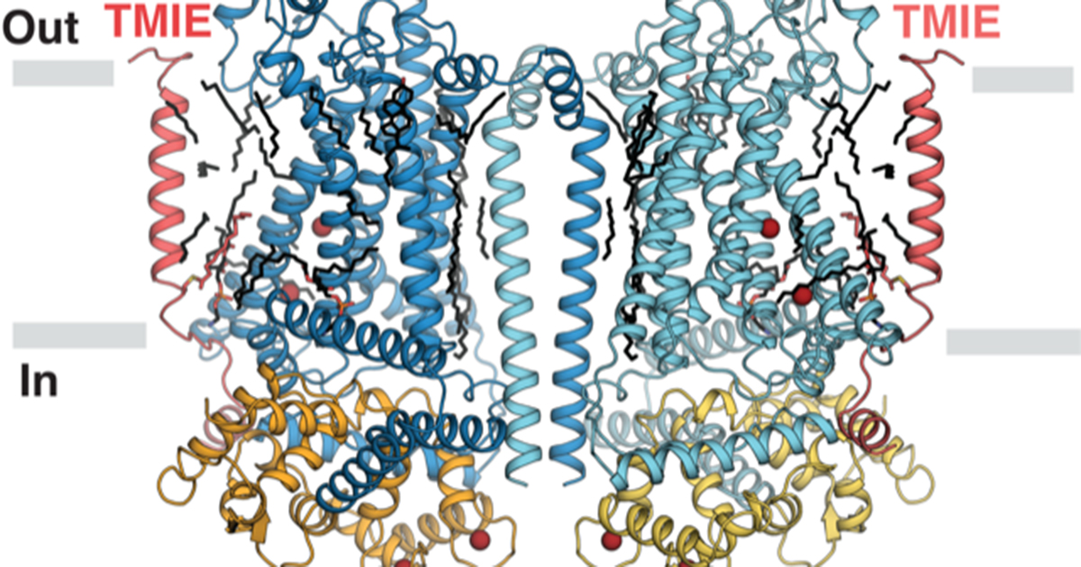 ohsu-scientists-discover-mechanism-of-hearing