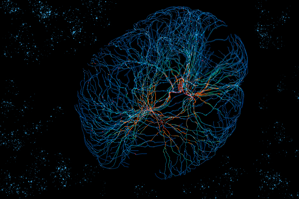 study-urges-caution-when-comparing-neural-networks-to-the-brain