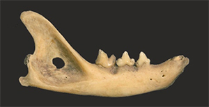 the-history-of-the-domestic-cat-in-central-europe