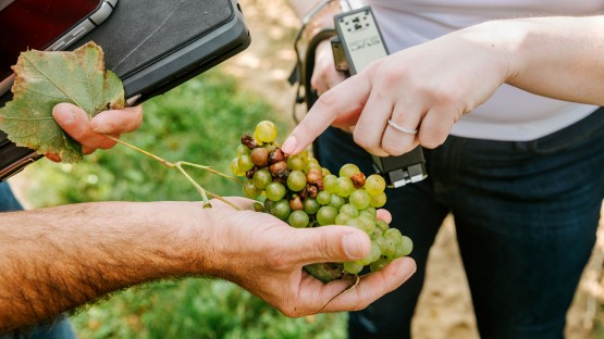 autonomous-robots-to-help-modernize-grape,-wine-industry