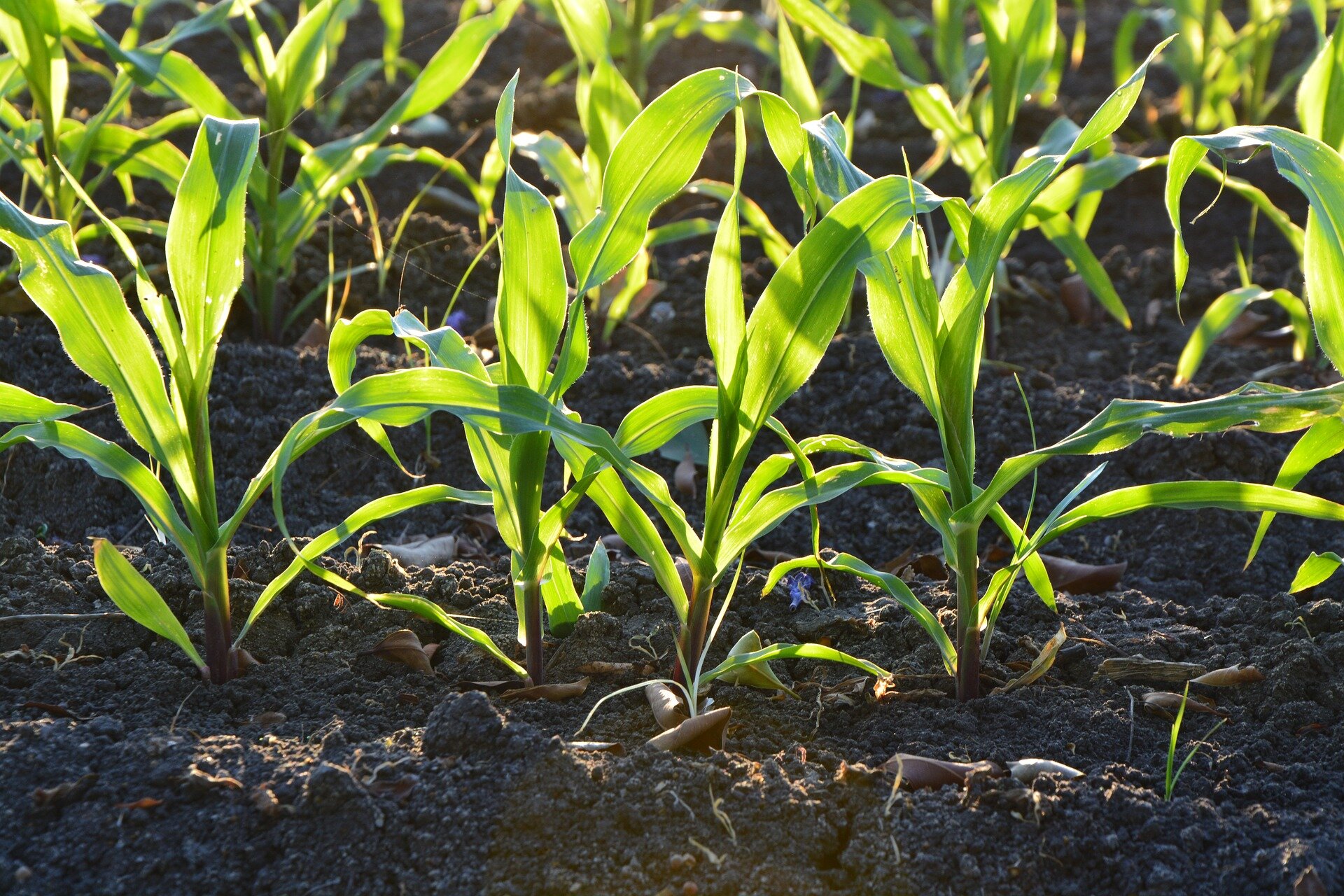 a-common-fungus-eliminates-toxic-mercury-from-soil-and-water:-researcher
