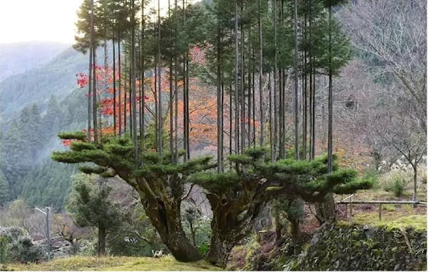 the-ancient-japanese-technique-that-produces-lumber-without-cutting-trees