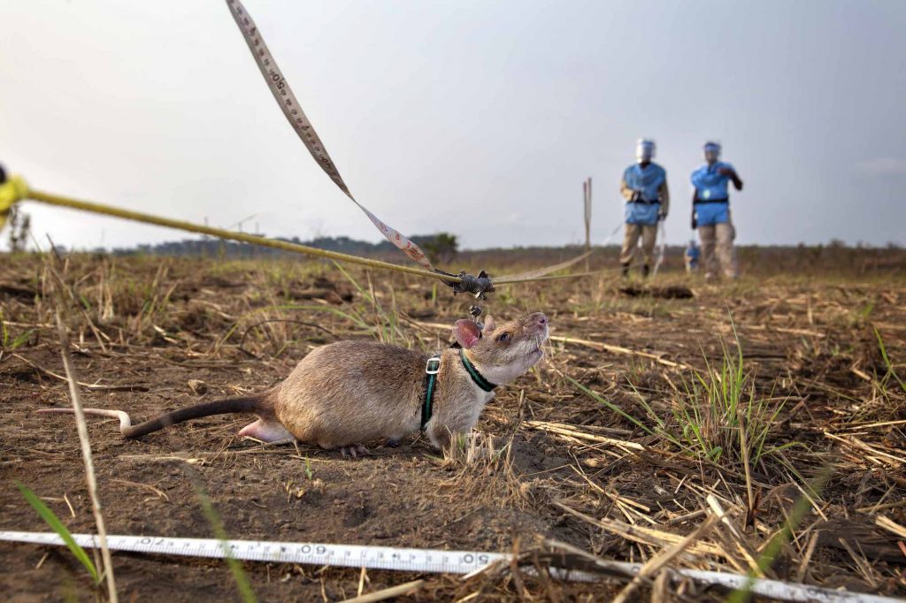 using-rats-to-clear-land-mines-in-cambodia