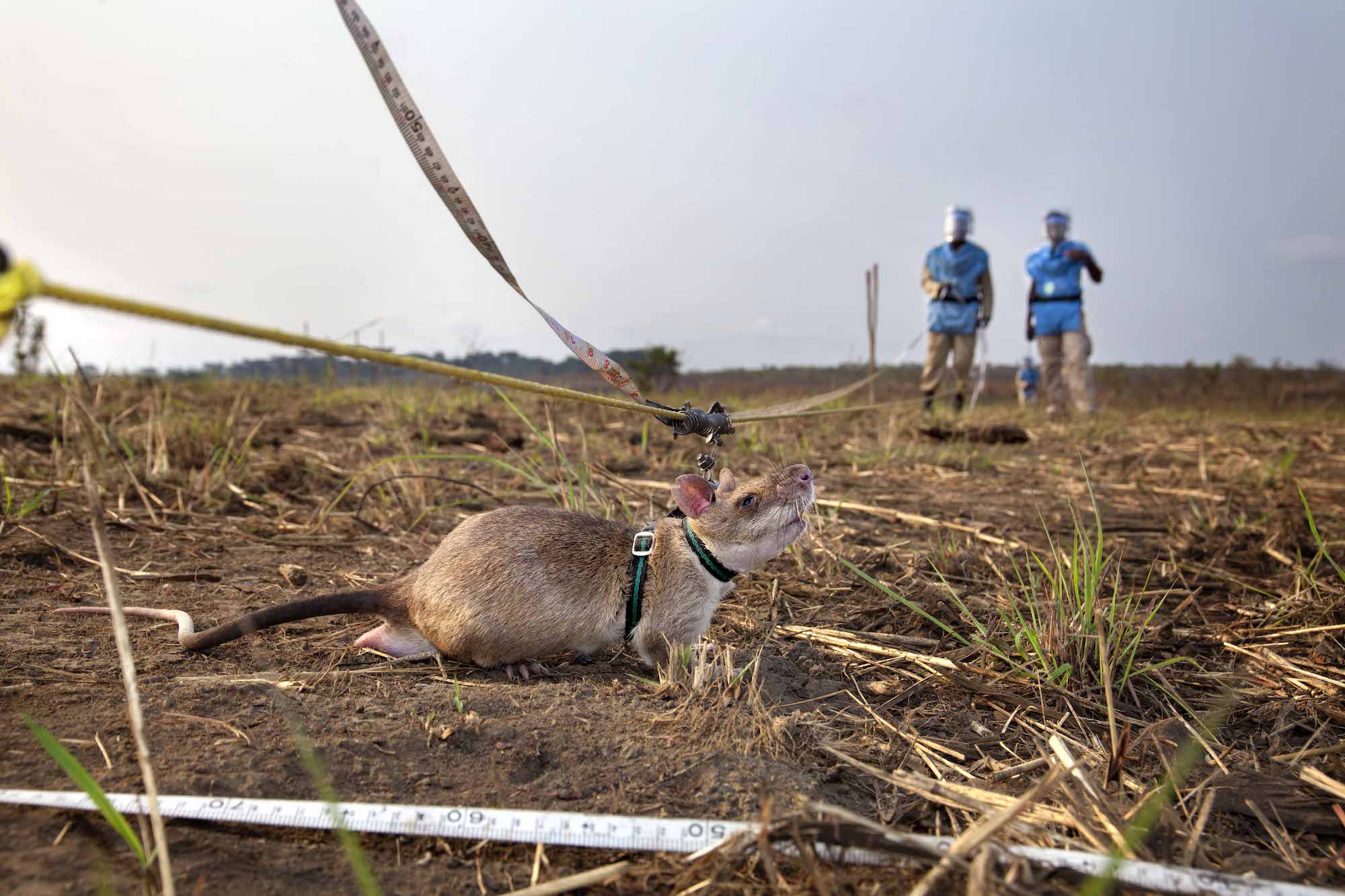 using-rats-to-clear-land-mines-in-cambodia