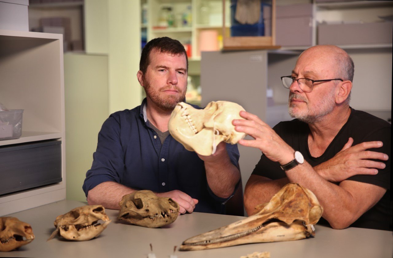discovery-identifies-australia-as-birthplace-of-all-modern-mammals