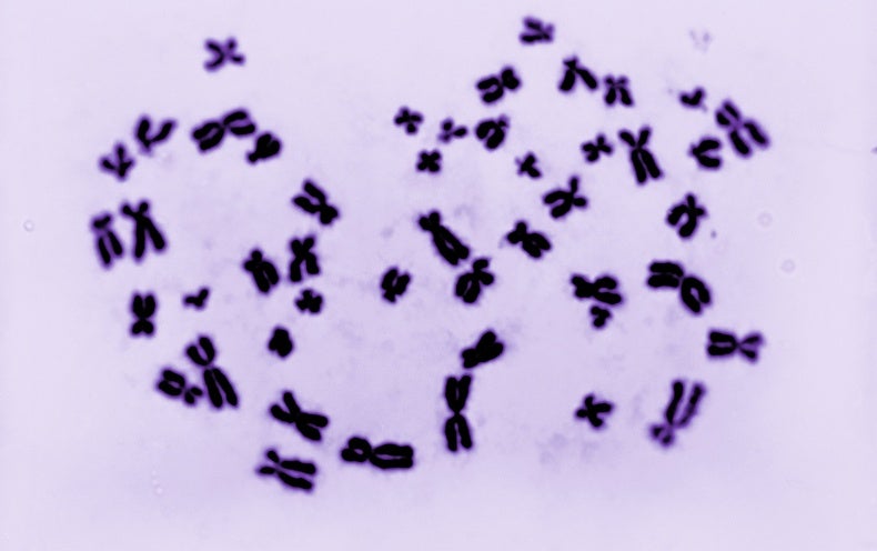 scientists-created-male-and-female-cells-from-a-single-person