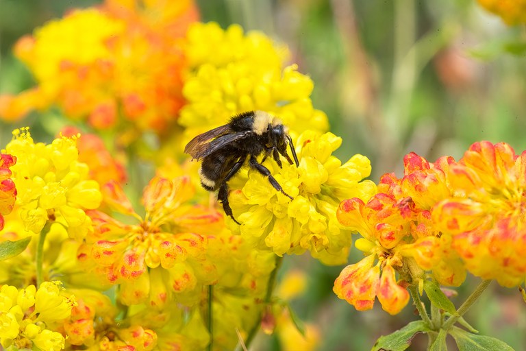 bringing-back-california’s-wild-bees