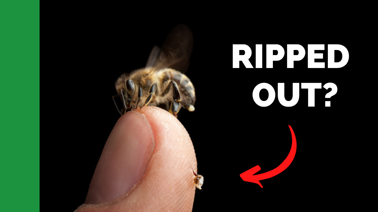 why-do-bees-die-when-they-sting-you?