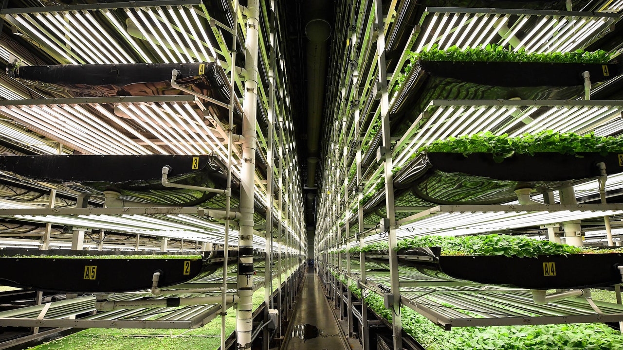 pressures-that-have-always-existed-for-vertical-farms-have-come-to-a-head