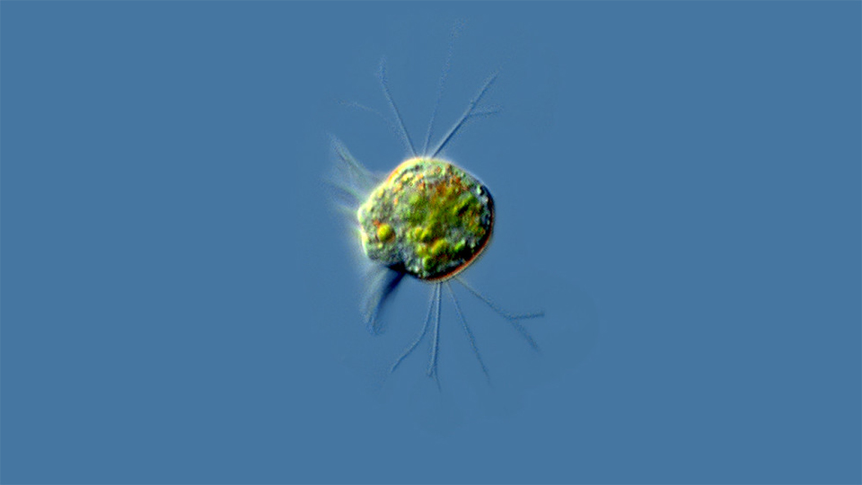 scientists-have-discovered-the-first-virovore-–-an-organism-that-eats-viruses