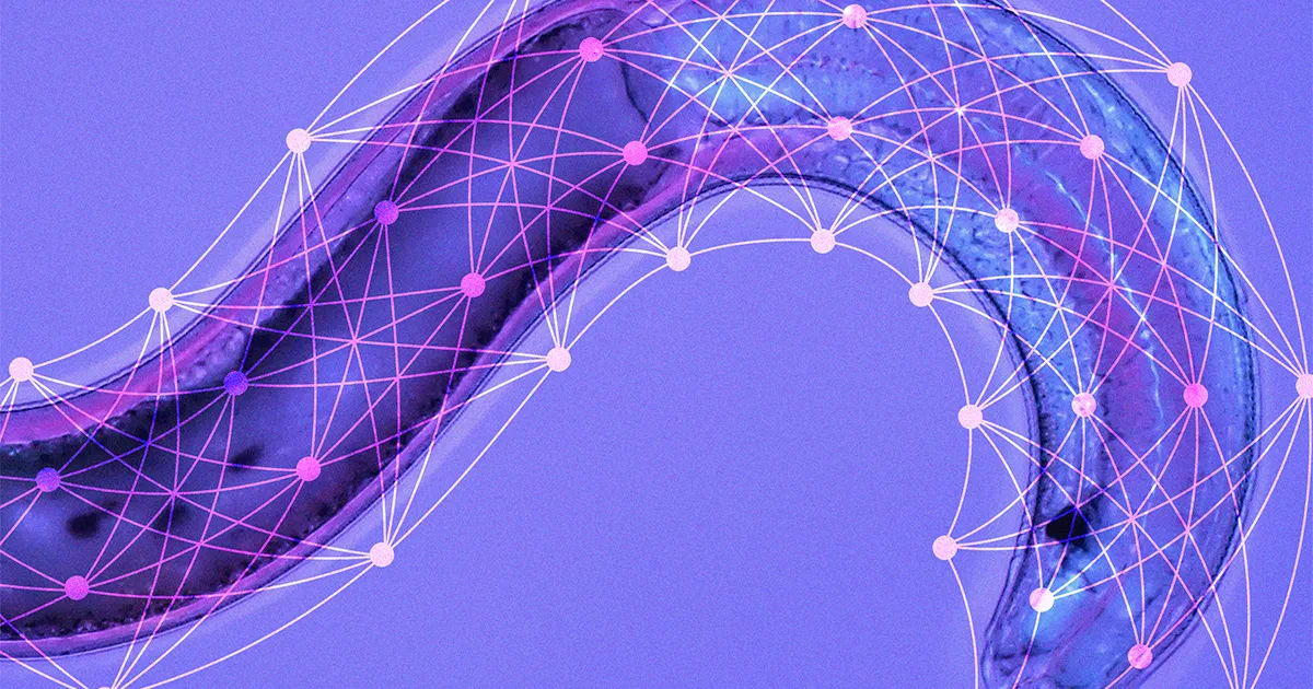 new-neural-network-architecture-inspired-by-neural-system-of-a-worm