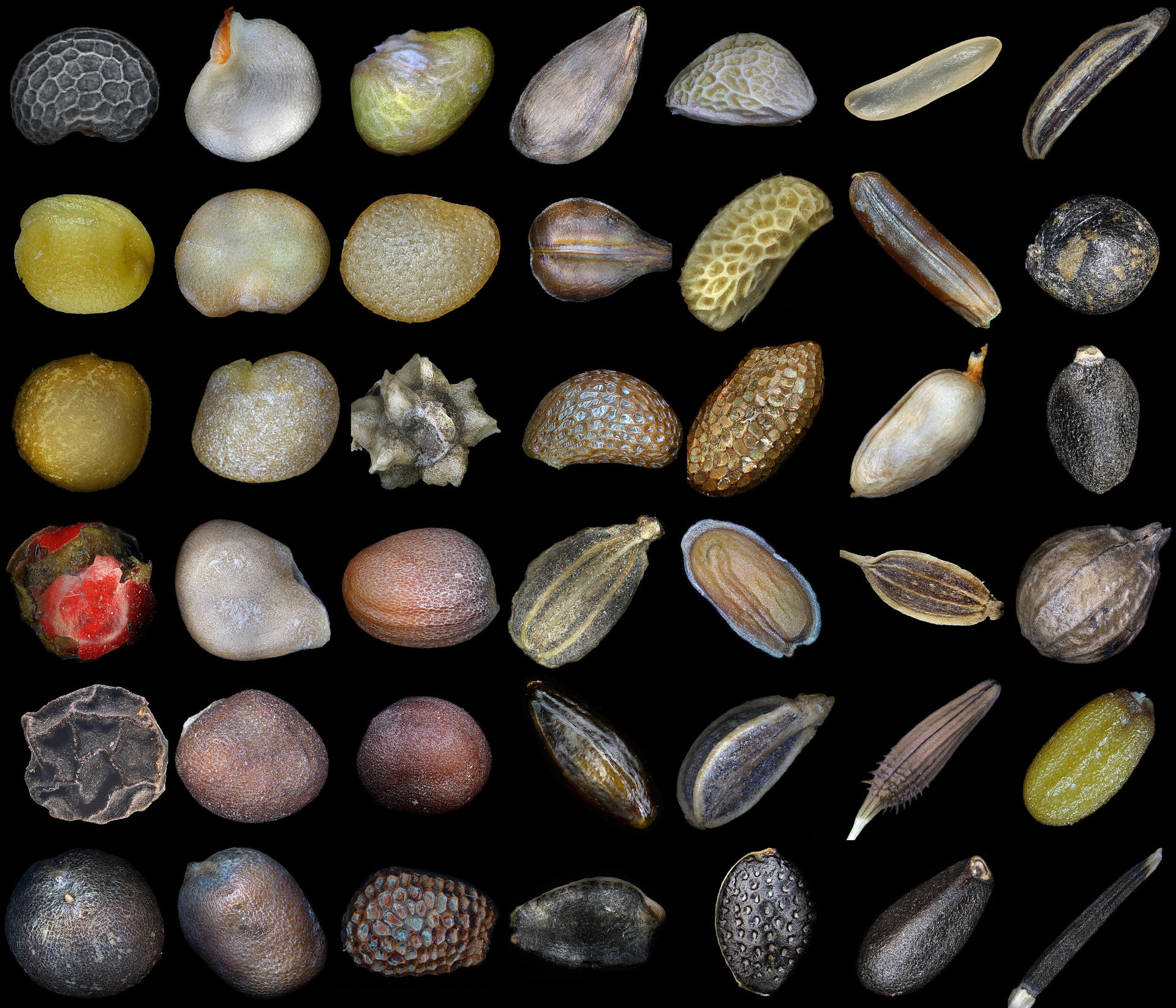“open-source”-seeds-loosen-big-ag’s-grip-on-farmers
