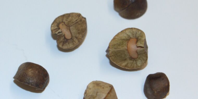 mexican-jumping-beans-use-random-walk-strategy-to-find-shade