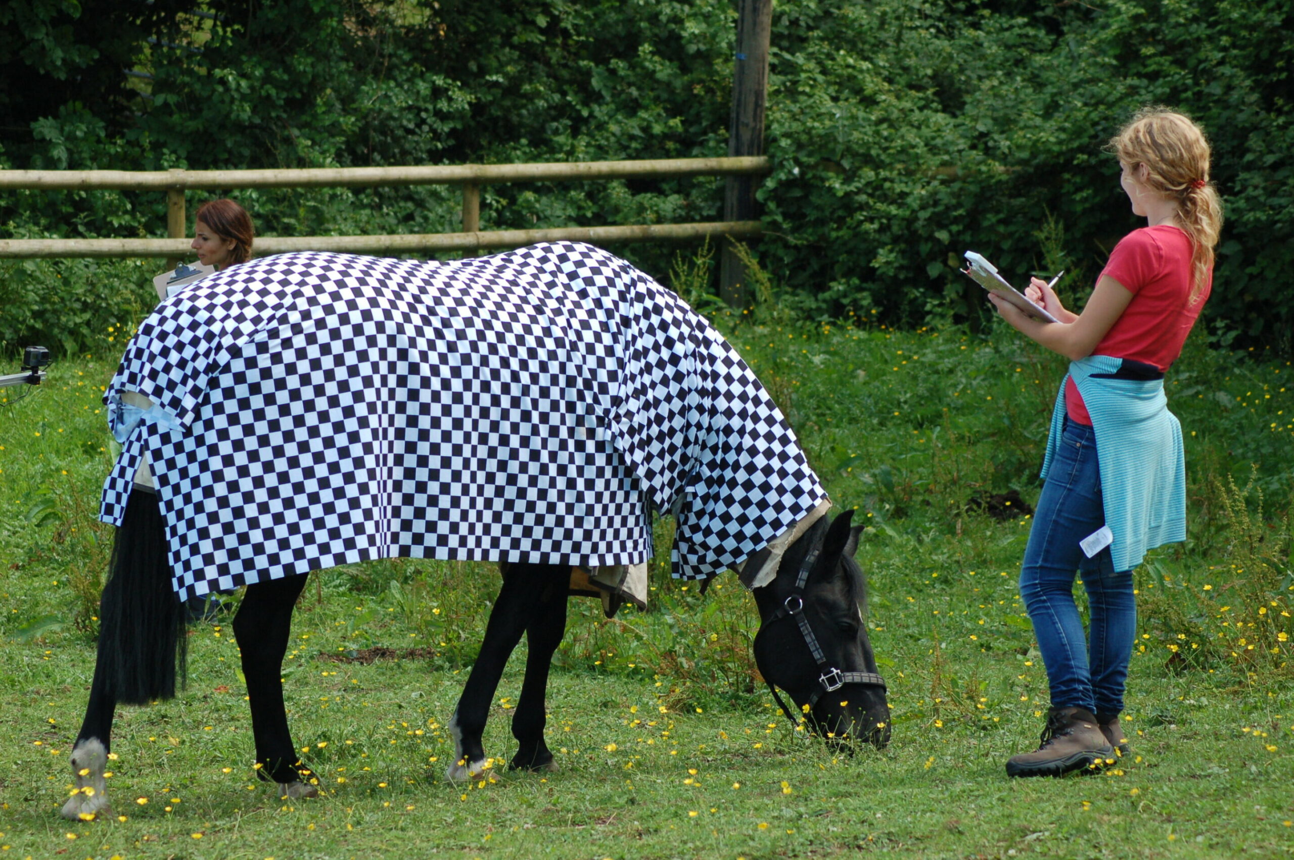 experts-discover-how-zebra-stripes-work-to-thwart-horsefly-attacks
