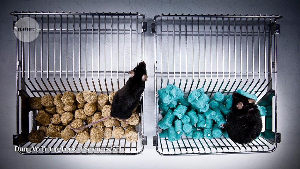 sex,-food-or-water?-how-mice-decide