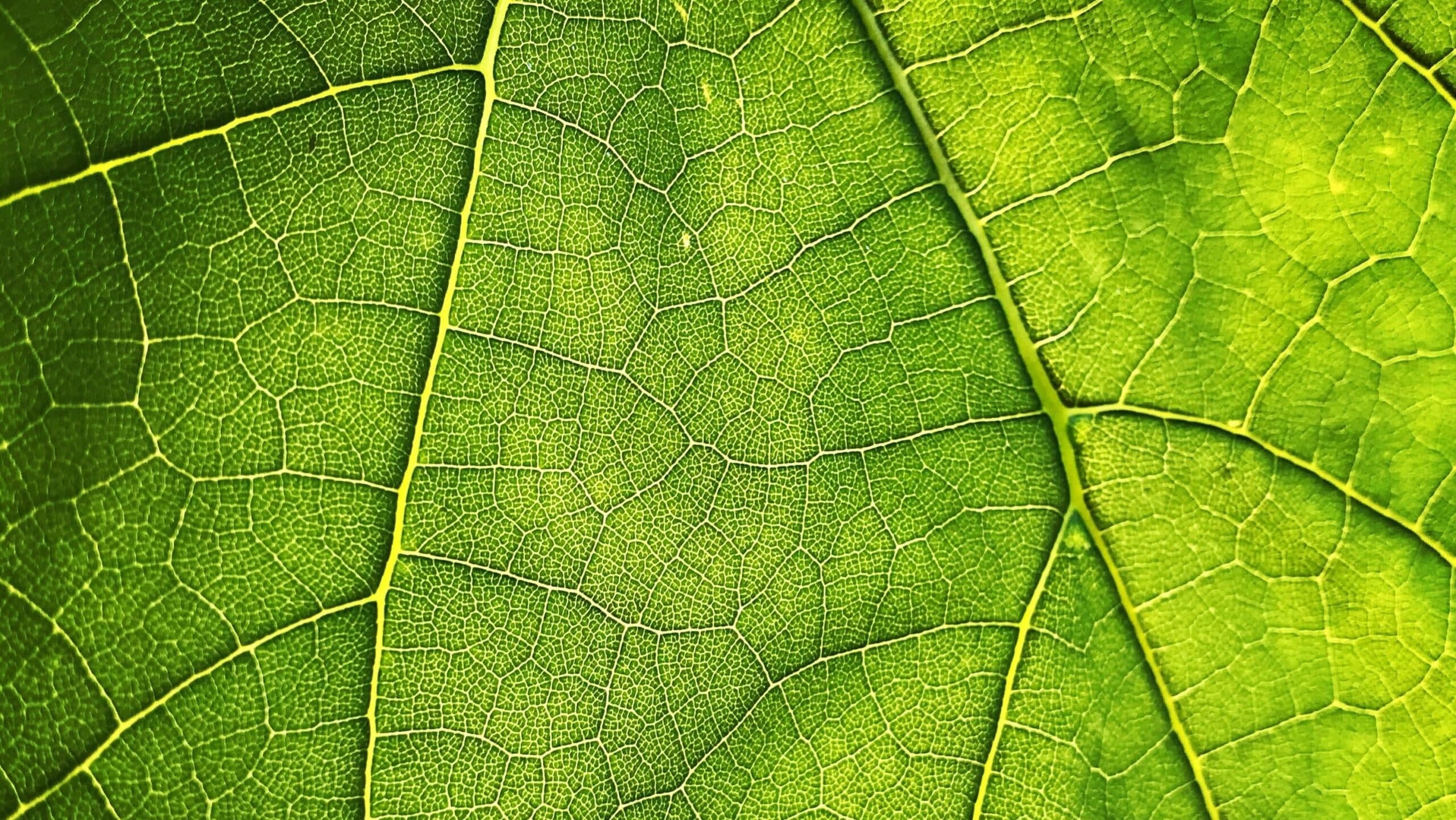 scientists-use-satellites-to-track-earth-‘greening’-amid-climate-change