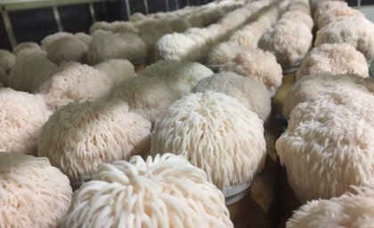 study-finds-mushrooms-magnify-memory-by-boosting-nerve-growth