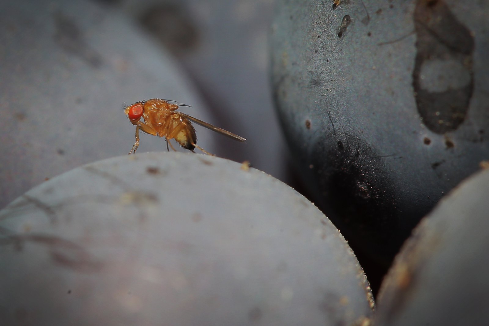 see-the-first-complete-map-of-an-insect’s-brain