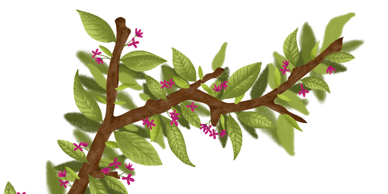 trees-across-the-us.-are-sprouting-leaves-earlier-than-usual-this-year