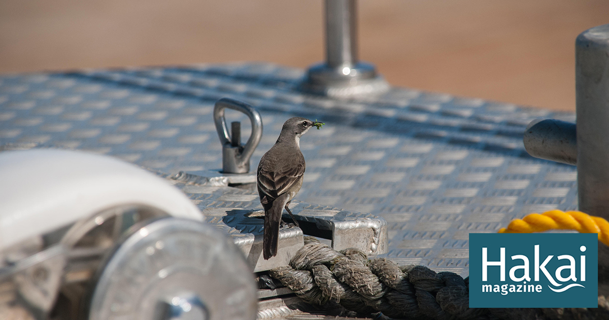 with-ships,-birds-find-an-easier-way-to-travel