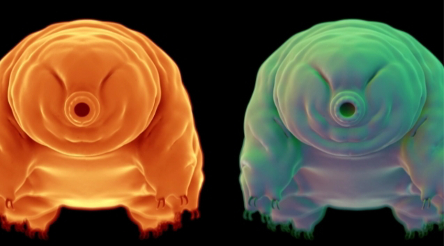 scientists-finally-figure-out-why-the-water-bear-is-nearly-indestructible