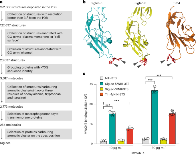 carbon-nanotube-recognition-by-human-siglec-14-provokes-inflammation