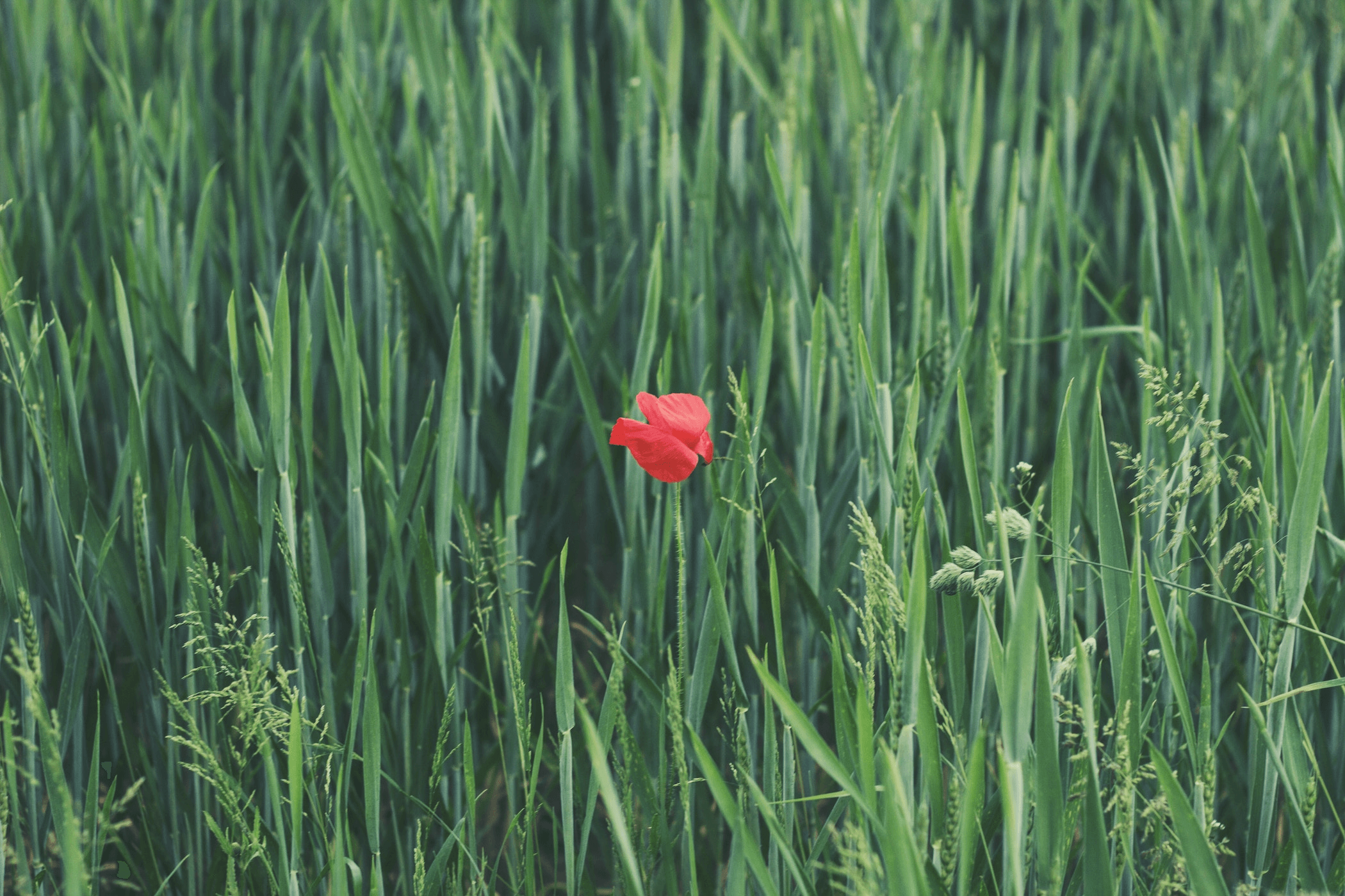 the-red-hat-model-only-worked-for-red-hat