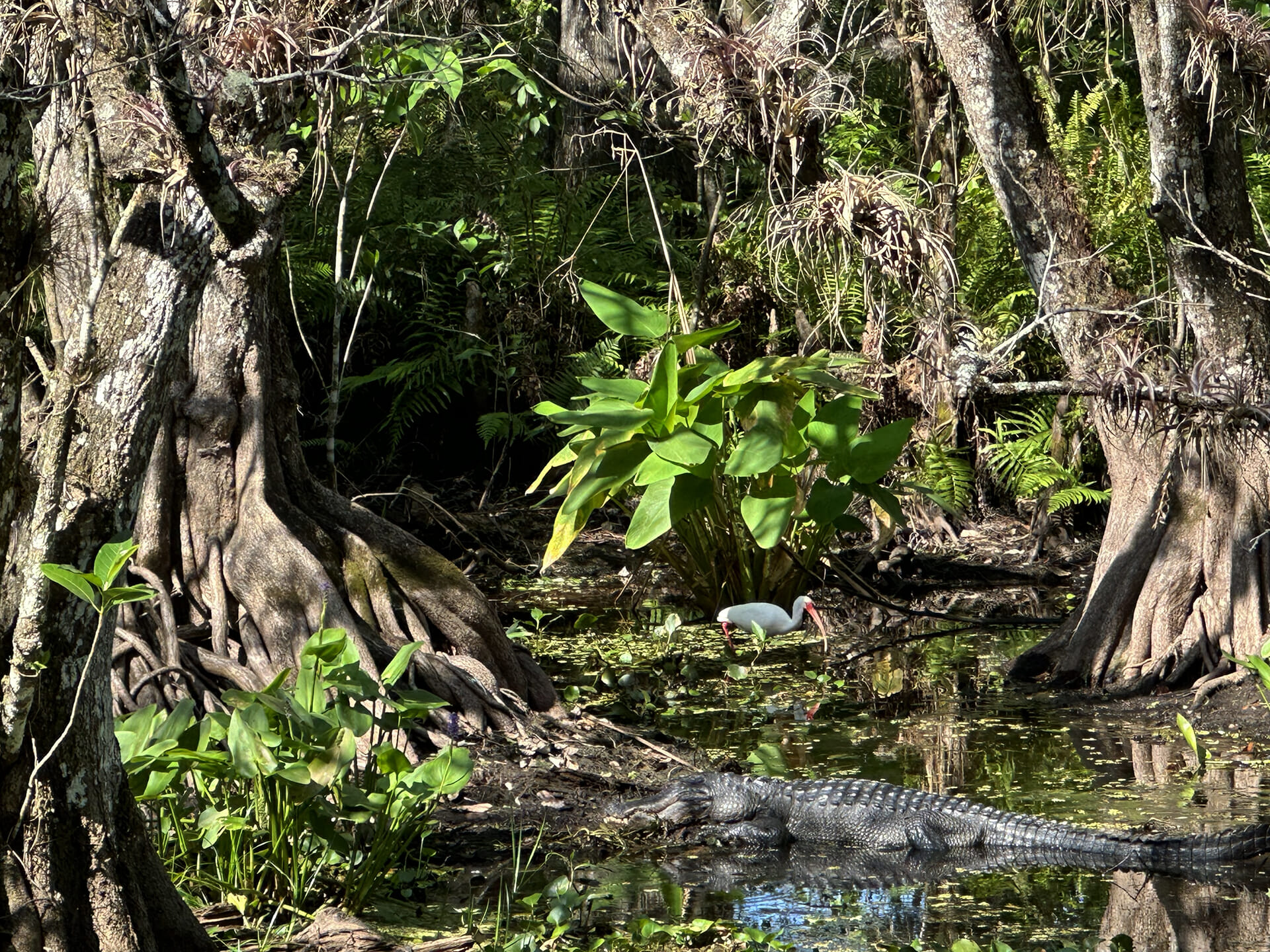 the-magic-kingdom:-florida’s-corkscrew-swamp