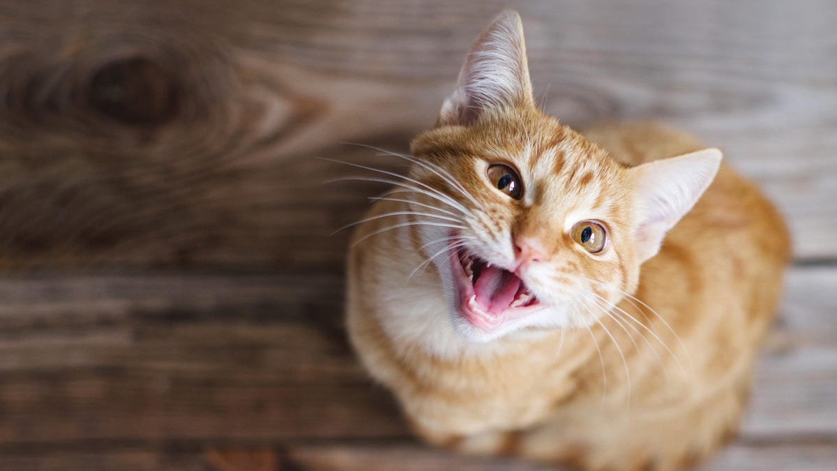 scientists-might-have-found-the-best-way-to-catcall-a-cat