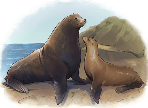 as-the-california-sea-lion-population-got-bigger,-so-did-male-sea-lions