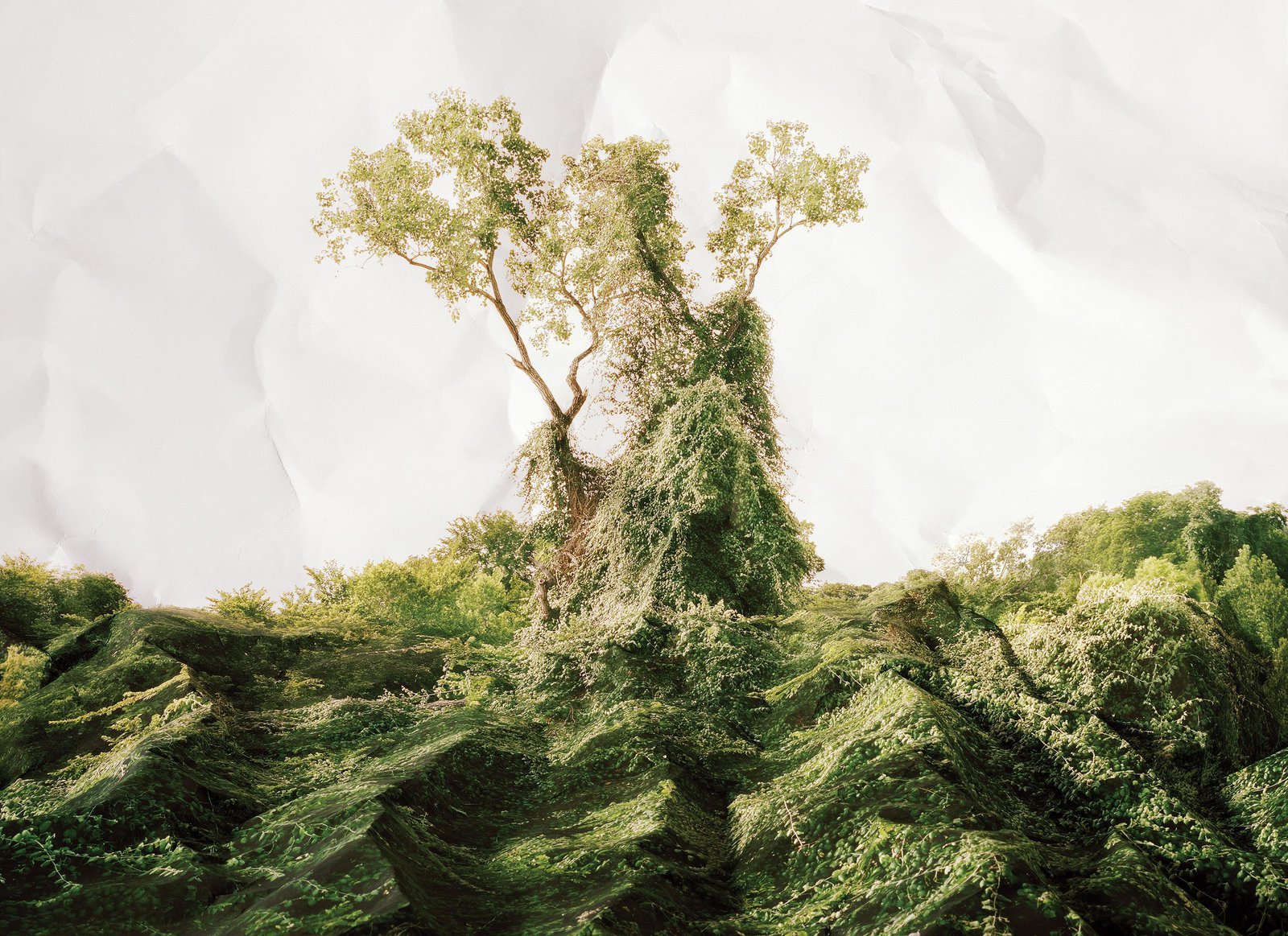 the-true-story-of-kudzu,-the-vine-that-never-ate-the-south