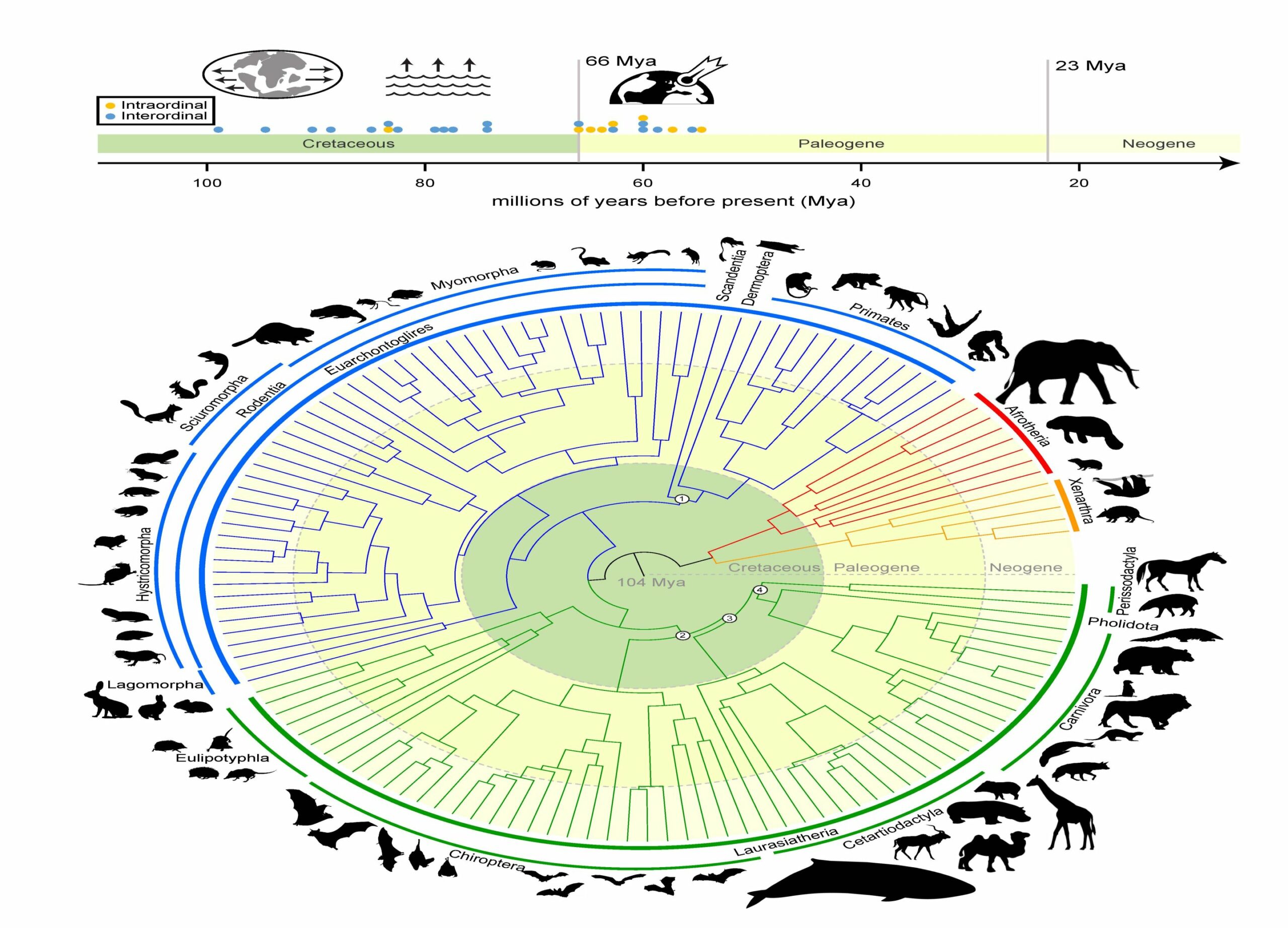 researchers-use-genomes-of-241-species-to-redefine-mammalian-tree-of-life