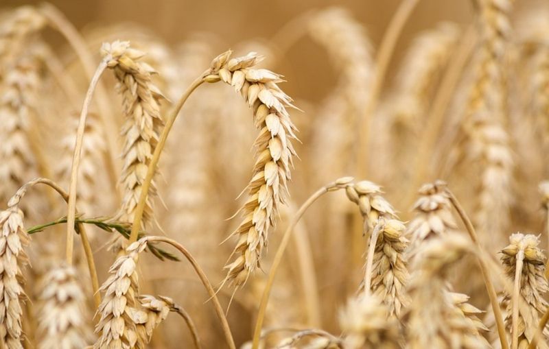 brazil-develops-tropical-wheat-and-predicts-self-sufficiency-in-5-years
