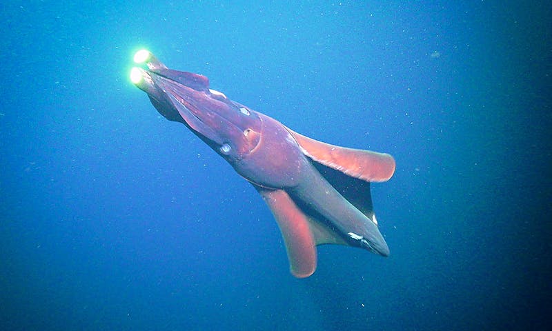 the-mystery-of-the-largest-light-in-the-sea