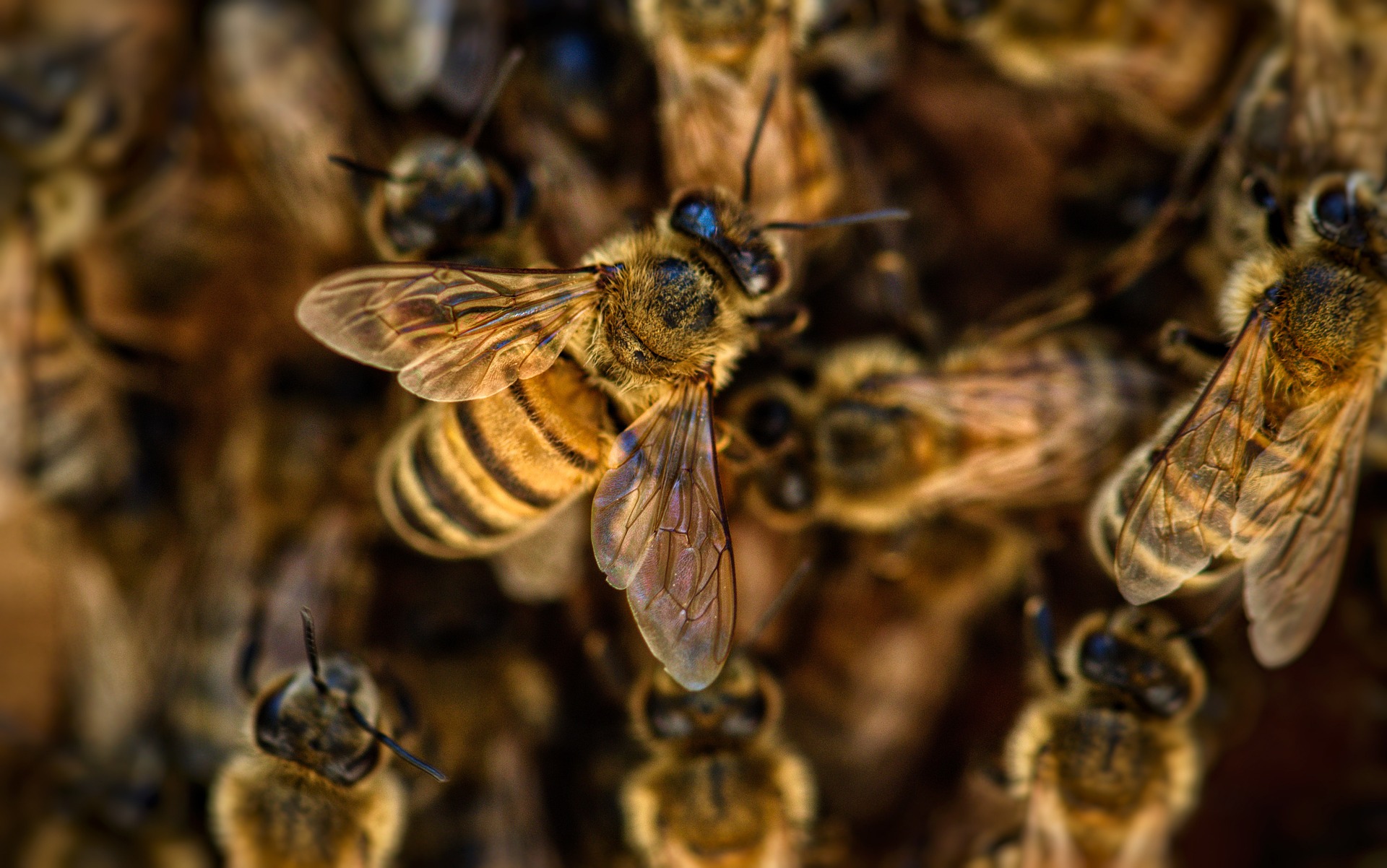 bees-can-learn,-remember,-think-and-make-decisions