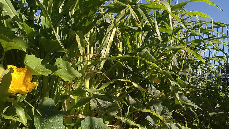 how-to-grow-a-three-sisters-garden-–-native-seeds-search