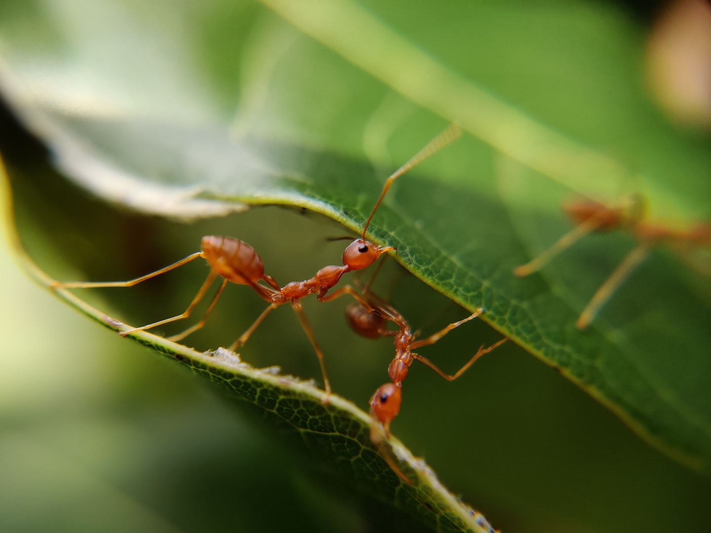 we-don’t-trade-with-ants