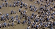 computer-built-using-swarms-of-soldier-crabs-(2012)