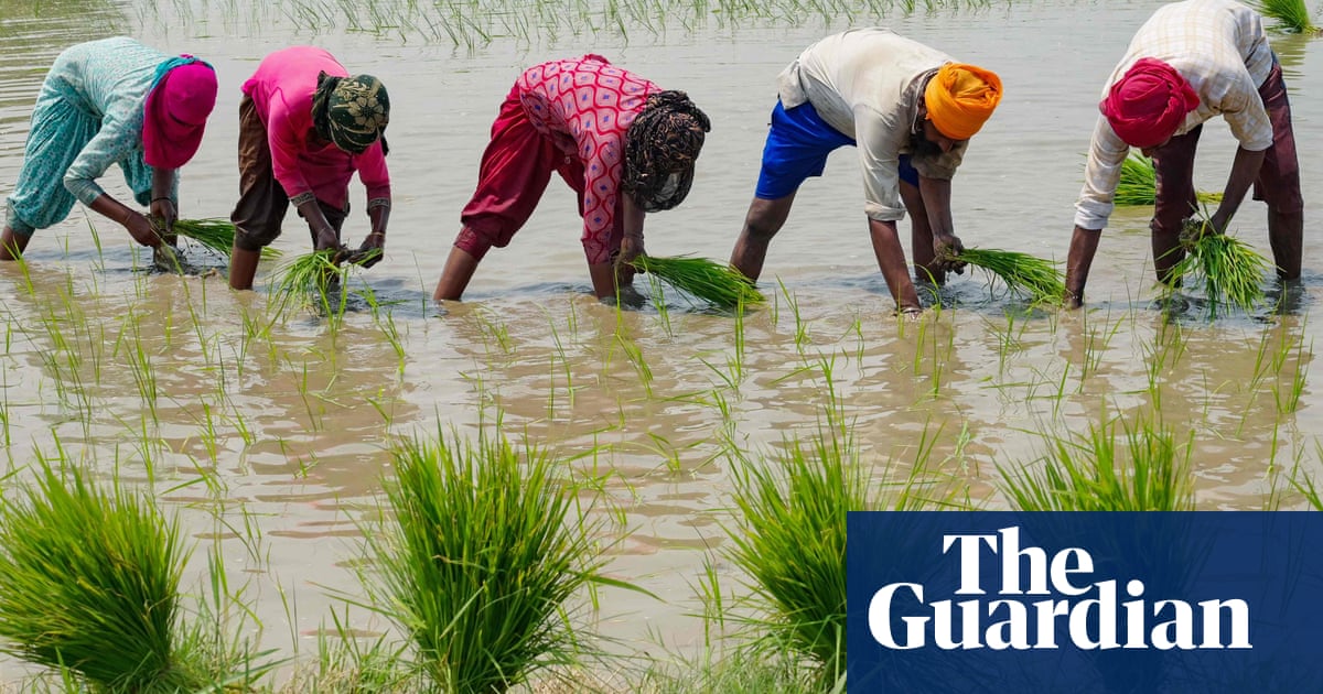 india’s-ban-on-rice-exports-raises-fear-of-global-food-price-rises