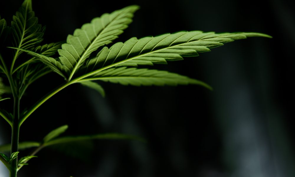 senate-votes-to-let-people-who’ve-used-marijuana-work-at-intelligence-agencies