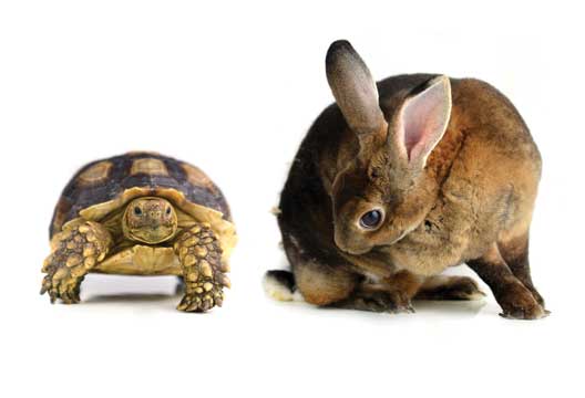 speed-isn’t-everything,-and-slowness-may-in-fact-be-more-beneficial-(2017)
